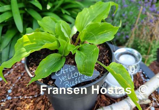 Hosta Chris' Yellow Ruffles